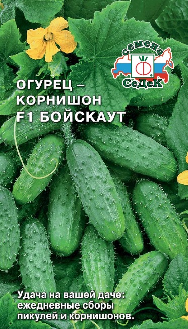 Семена - Огурец Бойскаут F1  0,3 гр.