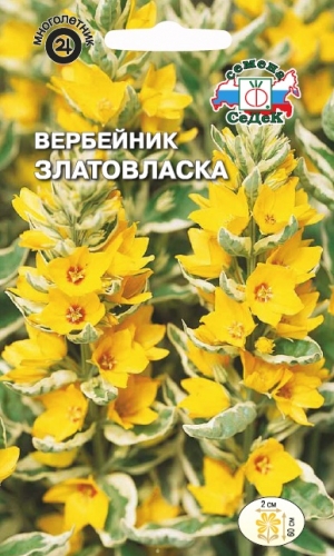 Семена цветов - Вербейник Златовласка  0,1 гр.