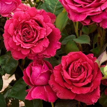 Саженец - Роза Четырёх Ветров (La Rose Des 4 Vents) флорибунда