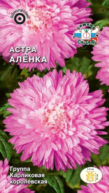 Семена цветов - Астра Алёнка  0,2 гр.