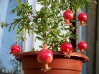Саженец - Гранат карликовый (комнатное растение)