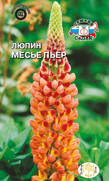 Семена цветов - Люпин Месье Пьер  0,2 гр.