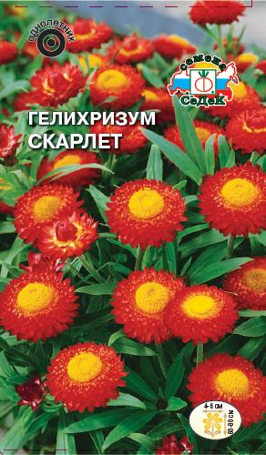 Семена цветов - Гелихризум Скарлет 0,2 гр.